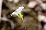 Oneflower stitchwort